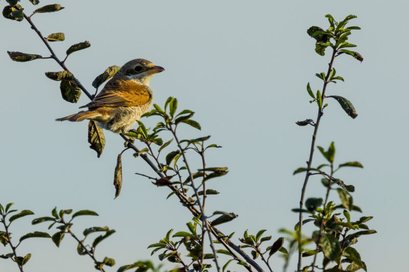Pie grièche écorcheur juvénile